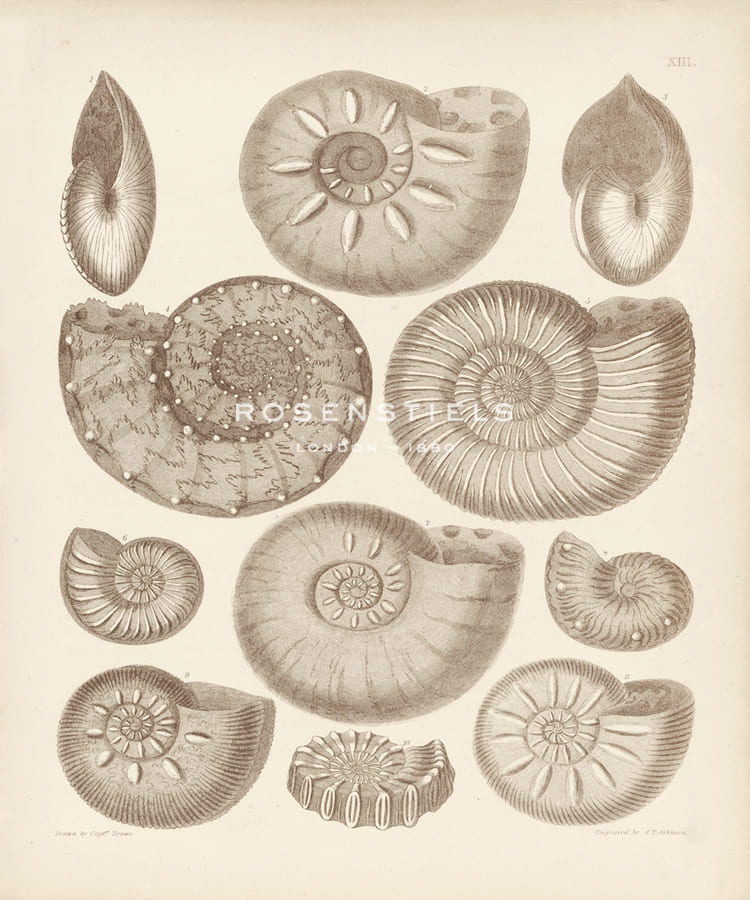 A. Poiteau Hand Numbered Limited Edition Print on Paper :"Conchology I"