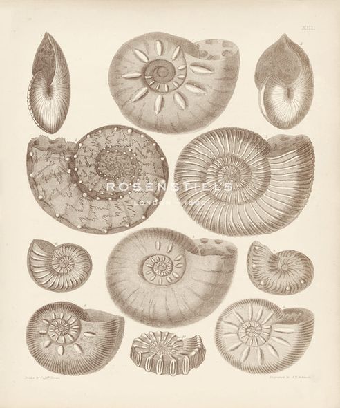A. Poiteau Hand Numbered Limited Edition Print on Paper :"Conchology I"