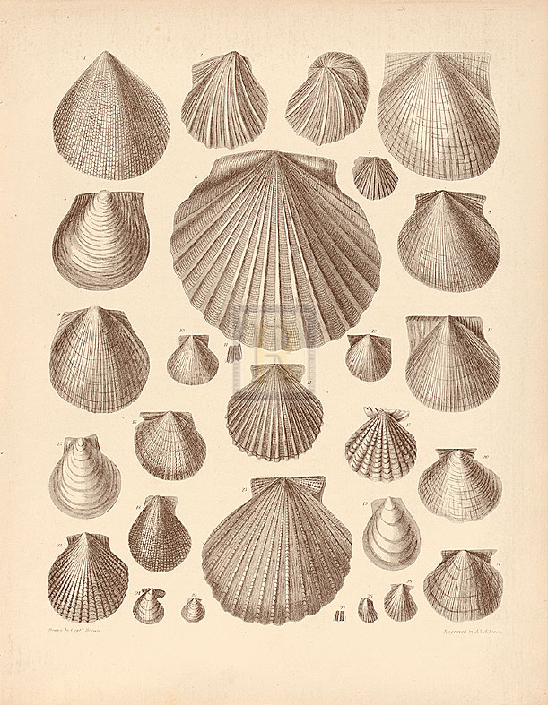 A. Poiteau Hand Numbered Limited Edition Print on Paper :"Conchology II"