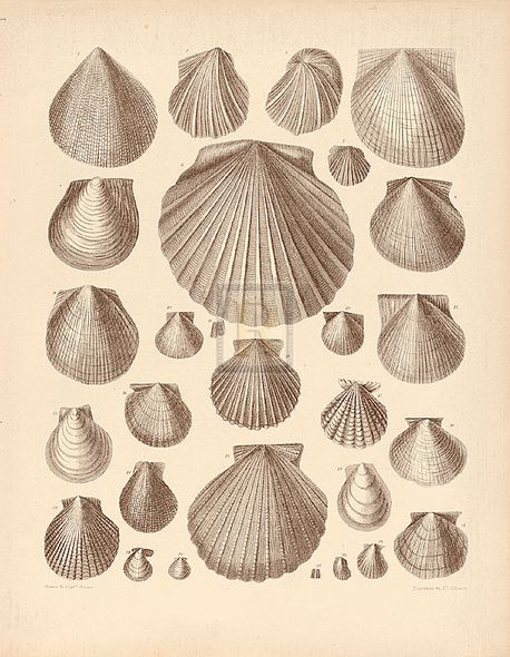 A. Poiteau Hand Numbered Limited Edition Print on Paper :"Conchology II"