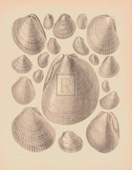 A. Poiteau Hand Numbered Limited Edition Print on Paper :"Conchology V"