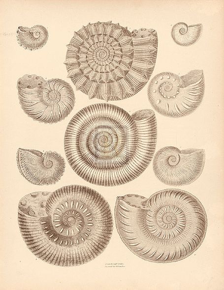 A. Poiteau Hand Numbered Limited Edition Print on Paper :"Conchology VI"