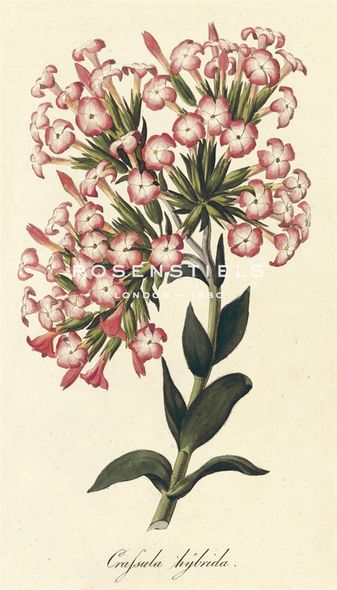 A. Poiteau Hand Numbered Limited Edition Print on Paper :"Crafsula Hybrida"