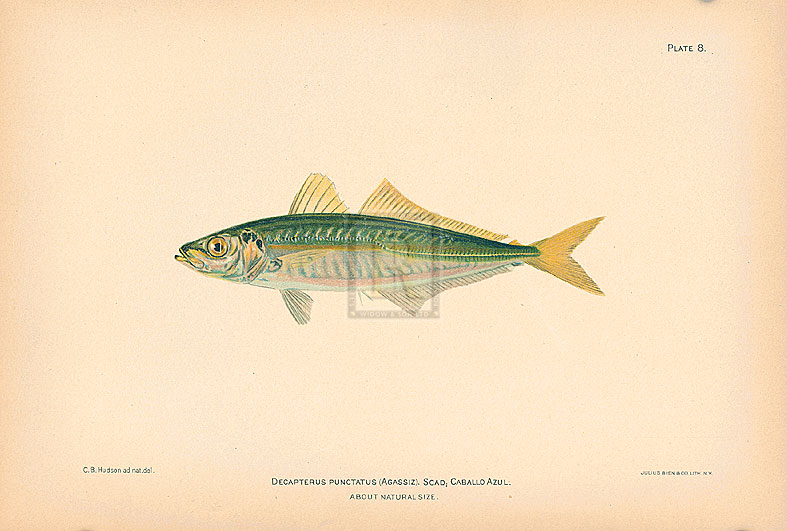 A. Poiteau Hand Numbered Limited Edition Print on Paper :"Decapterus Punctatus Scad"
