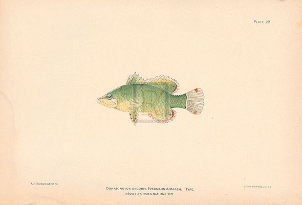 A. Poiteau Hand Numbered Limited Edition Print on Paper :"Doratonotus Decoris"