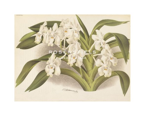 A. Poiteau Hand Numbered Limited Edition Print on Paper :"Hothouse Orchids I"