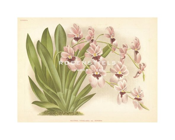 A. Poiteau Hand Numbered Limited Edition Print on Paper :"Hothouse Orchids II"