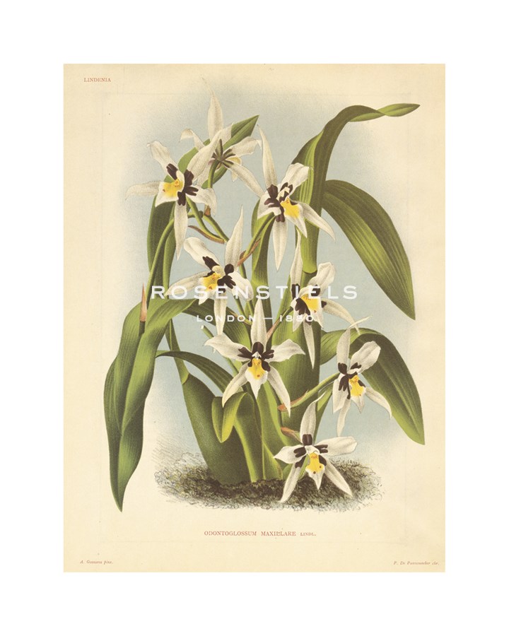 A. Poiteau Hand Numbered Limited Edition Print on Paper :"Hothouse Orchids IV"