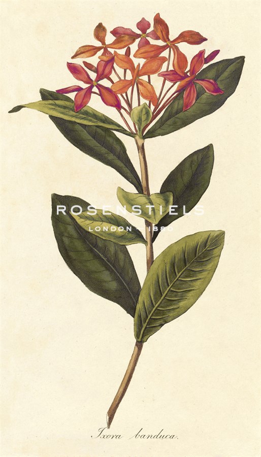 A. Poiteau Hand Numbered Limited Edition Print on Paper :"Ixora Banduca"