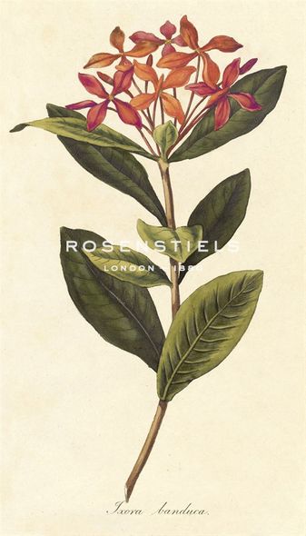 A. Poiteau Hand Numbered Limited Edition Print on Paper :"Ixora Banduca"
