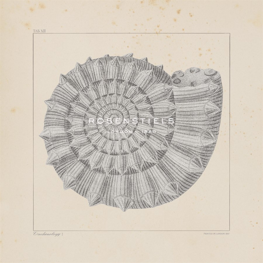 A. Poiteau Hand Numbered Limited Edition Print on Paper :"Jurassic I"