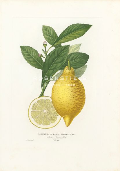 A. Poiteau Hand Numbered Limited Edition Print on Paper :"Limonier A Deux Mammelons"
