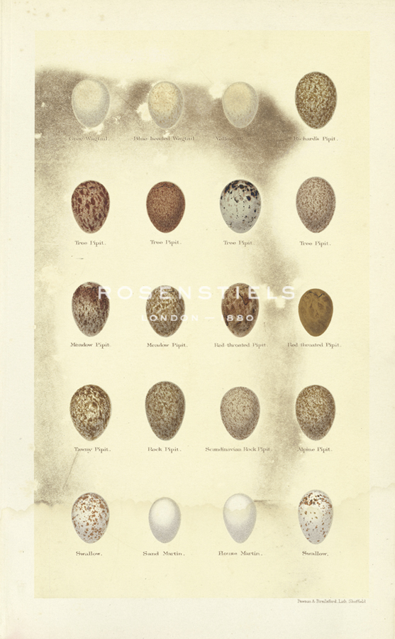 A. Poiteau Hand Numbered Limited Edition Print on Paper :"Oology I"