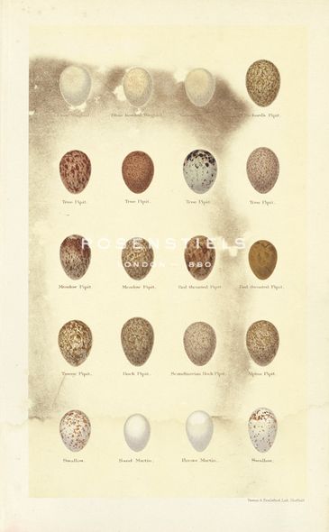 A. Poiteau Hand Numbered Limited Edition Print on Paper :"Oology I"