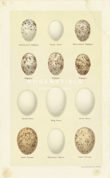 A. Poiteau Hand Numbered Limited Edition Print on Paper :"Oology II"