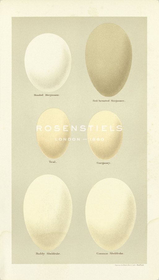 A. Poiteau Hand Numbered Limited Edition Print on Paper :"Oology IX"