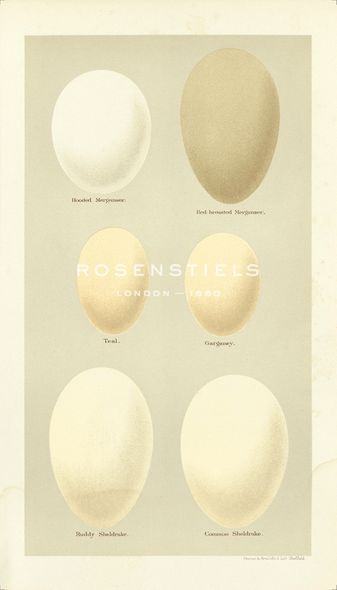 A. Poiteau Hand Numbered Limited Edition Print on Paper :"Oology IX"