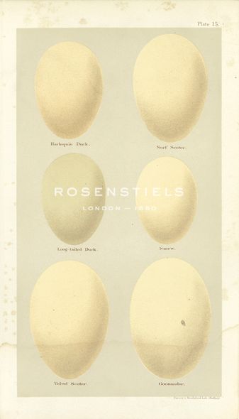 A. Poiteau Hand Numbered Limited Edition Print on Paper :"Oology VI"