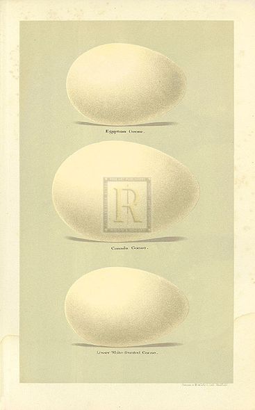A. Poiteau Hand Numbered Limited Edition Print on Paper :"Oology VIII"