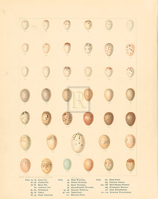 A. Poiteau Hand Numbered Limited Edition Print on Paper :"Oology X"