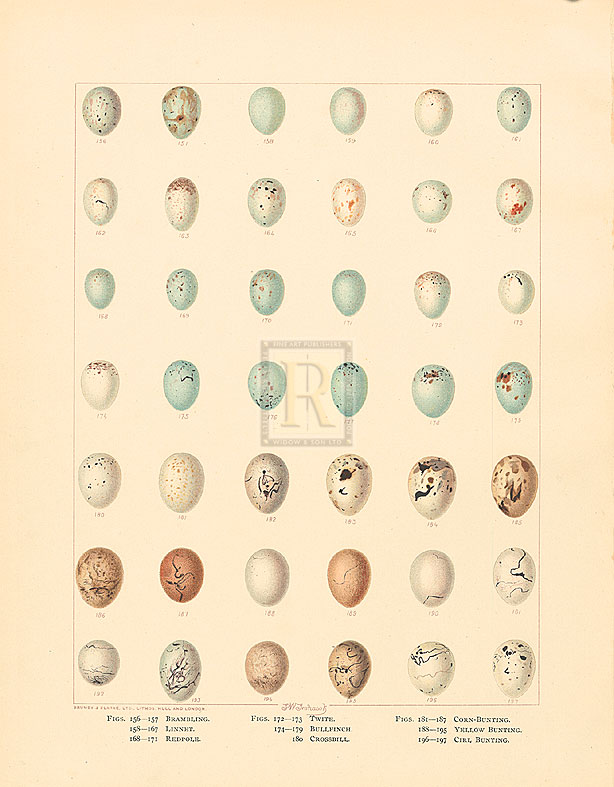 A. Poiteau Hand Numbered Limited Edition Print on Paper :"Oology XI"