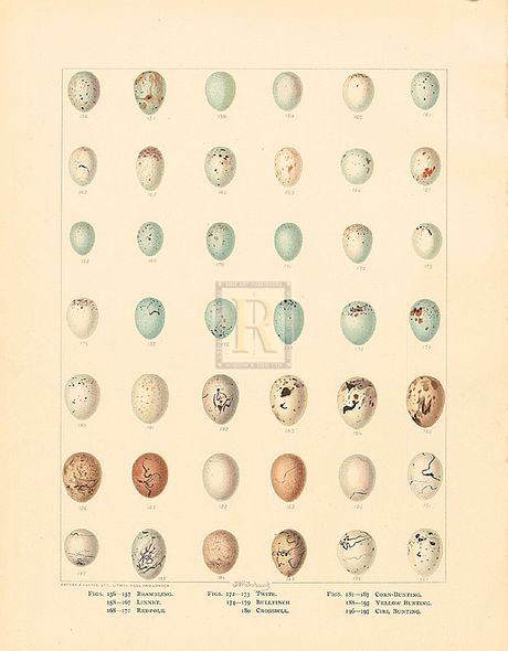 A. Poiteau Hand Numbered Limited Edition Print on Paper :"Oology XI"
