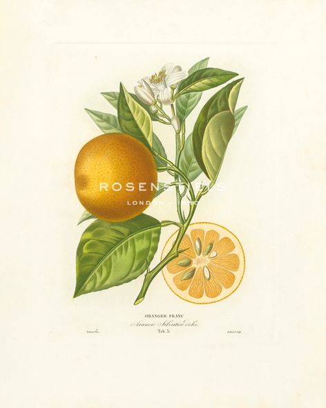 A. Poiteau Hand Numbered Limited Edition Print on Paper :"Oranger Franc"