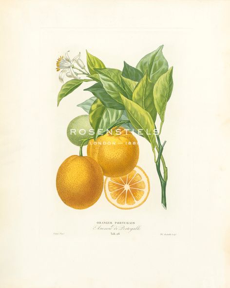 A. Poiteau Hand Numbered Limited Edition Print on Paper :"Oranger Portugais"