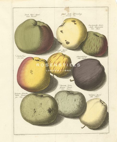 A. Poiteau Hand Numbered Limited Edition Print on Paper :"Orchard Apples I"