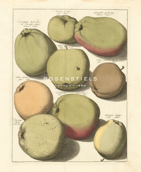 A. Poiteau Hand Numbered Limited Edition Print on Paper :"Orchard Apples II"