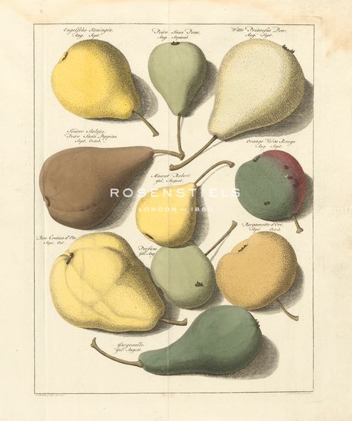A. Poiteau Hand Numbered Limited Edition Print on Paper :"Orchard Pears I"