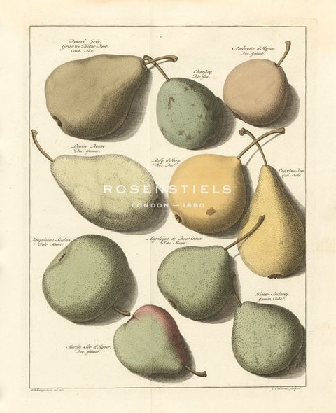 A. Poiteau Hand Numbered Limited Edition Print on Paper :"Orchard Pears II"