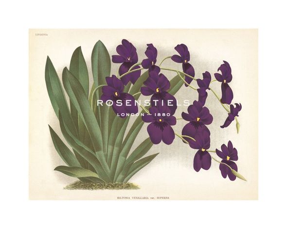 A. Poiteau Hand Numbered Limited Edition Print on Paper :"Orchid in Purple"