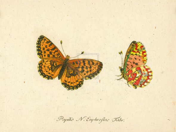 A. Poiteau Hand Numbered Limited Edition Print on Paper :"Papilio Euphrosyne"