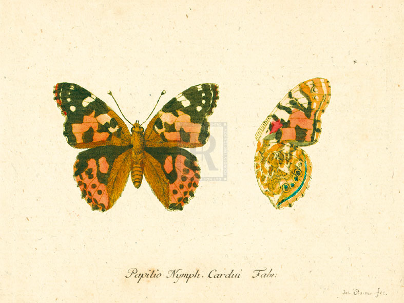 A. Poiteau Hand Numbered Limited Edition Print on Paper :"Papilio Nymph Cardui"