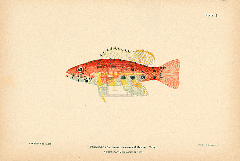 A. Poiteau Hand Numbered Limited Edition Print on Paper :"Prionodes Baldwini"