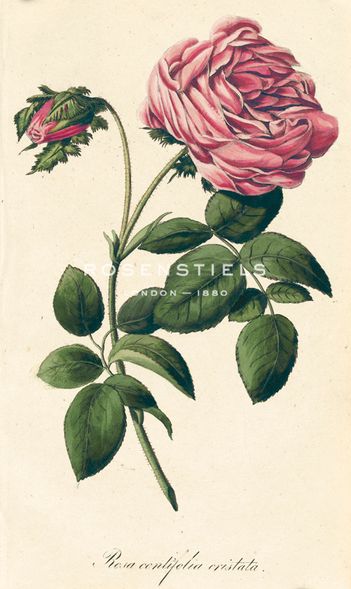 A. Poiteau Hand Numbered Limited Edition Print on Paper :"Rosa Centifolia Cristata"