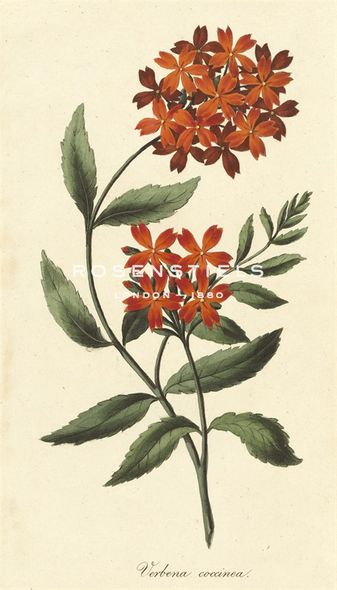 A. Poiteau Hand Numbered Limited Edition Print on Paper :"Verbena Coccinea"