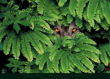 Adam Jones Open Edition Canvas:"Watcher in the Woods"