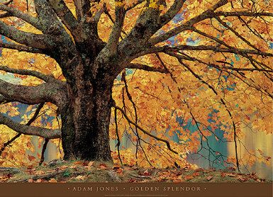 Adam Jones Open Edition Print:"Golden Splendor"