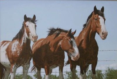 Adeline Halverson Limited Editions :"GENTLEMEN'S CLUB"