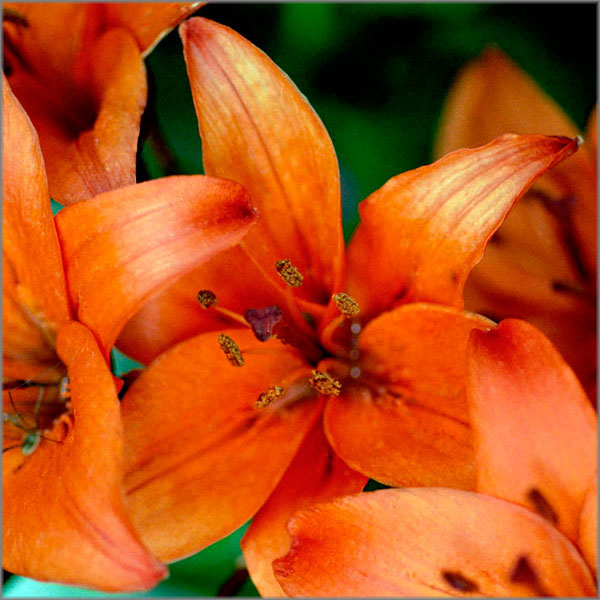 Alan Brown Hand Signed and Numbered Limited Edition Canvas Giclee: "Apricot Day Lily"
