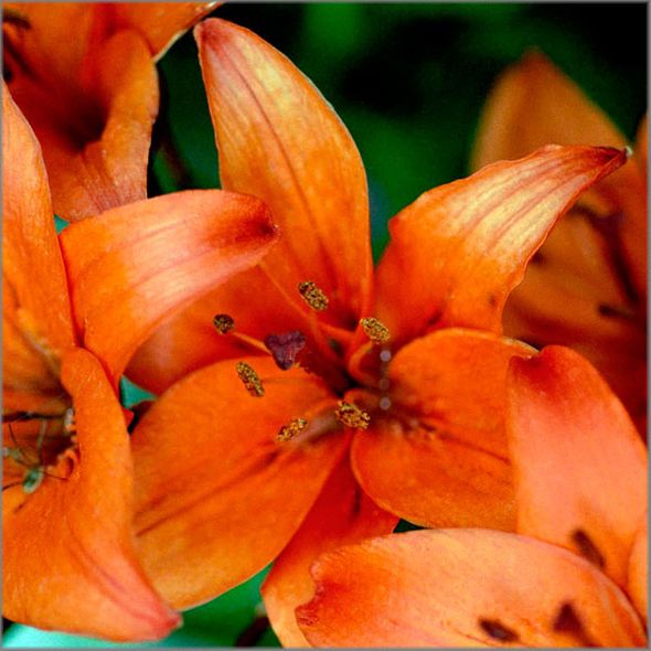 Alan Brown Hand Signed and Numbered Limited Edition Canvas Giclee: "Apricot Day Lily"