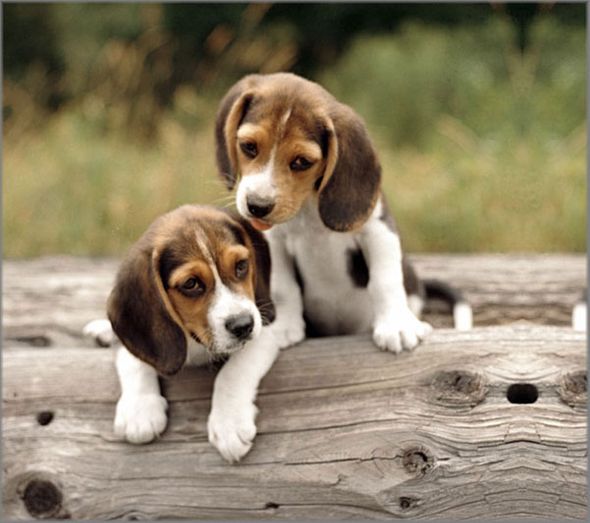 Alan Brown Hand Signed and Numbered Limited Edition Canvas Giclee: "Beagle Pups"