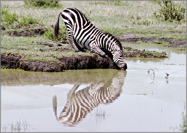 Alan Brown Hand Signed and Numbered Limited Edition Canvas Giclee: "Down for a Drink"