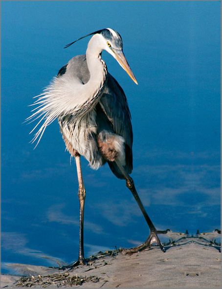 Alan Brown Hand Signed and Numbered Limited Edition Canvas Giclee: "Great Blue Heron"