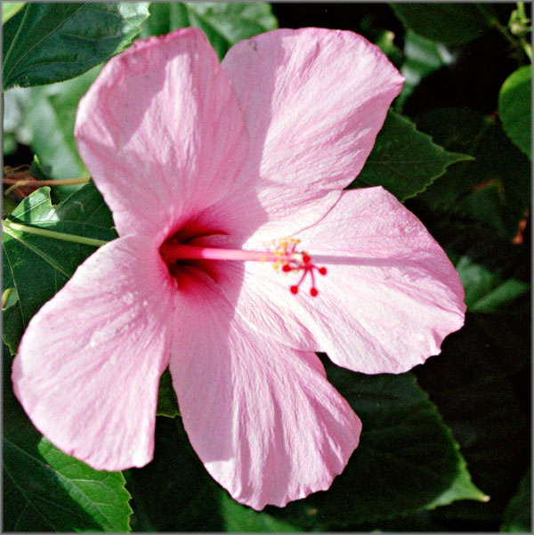Alan Brown Hand Signed and Numbered Limited Edition Canvas Giclee: "Pink Hibiscus"