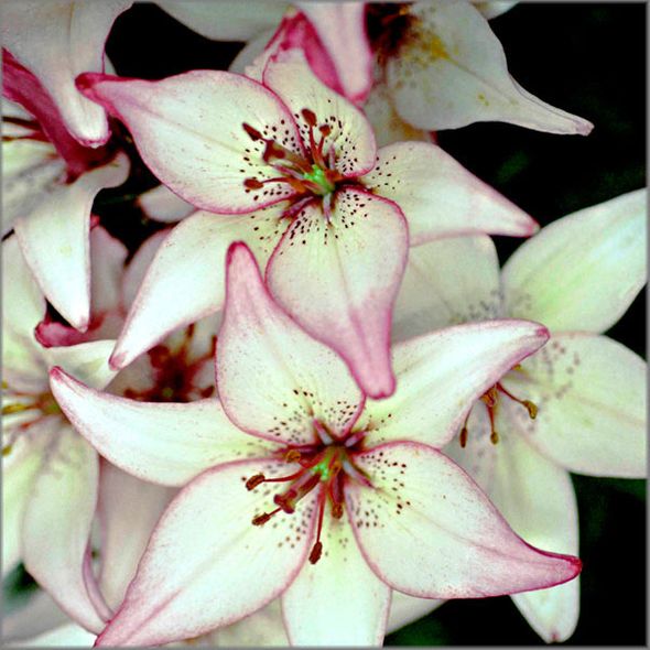 Alan Brown Hand Signed and Numbered Limited Edition Canvas Giclee: "Pink Tipped Lily"