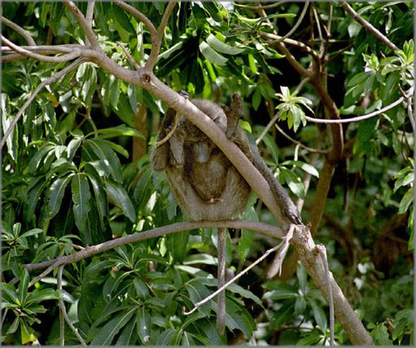 Alan Brown Hand Signed and Numbered Limited Edition Canvas Giclee: "Pistol Pete"