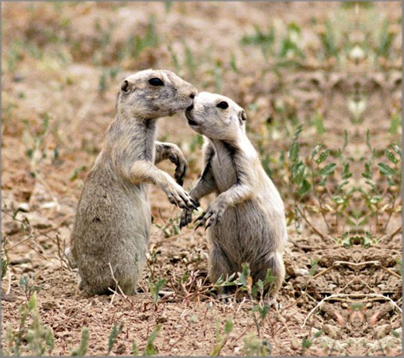 Alan Brown Hand Signed and Numbered Limited Edition Canvas Giclee: "Prairie Dogs"